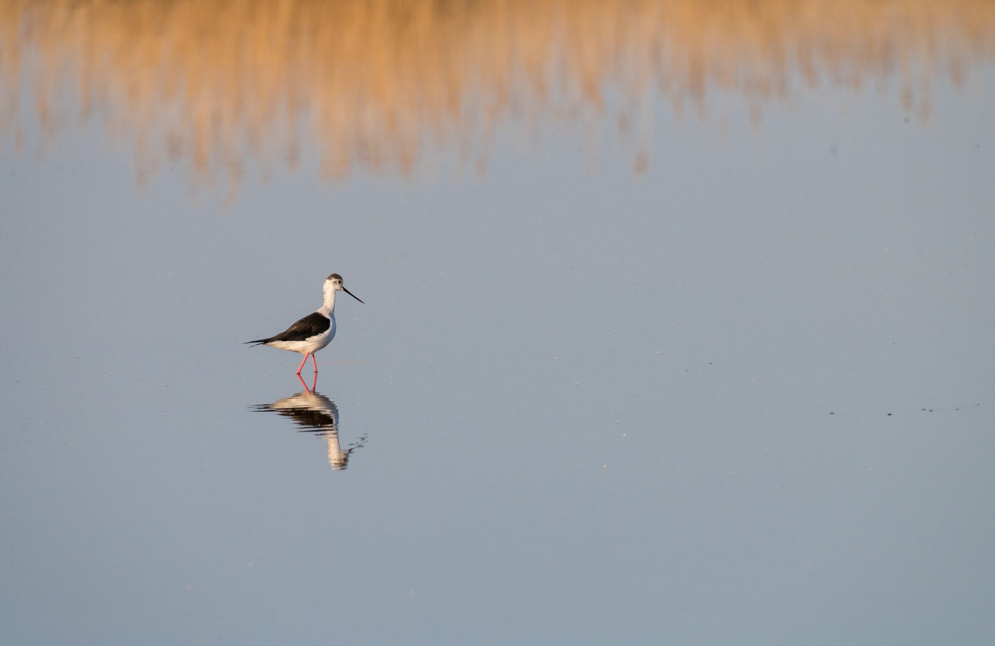 Stelzenläufer im Morgenlicht Stilt walker (Himantopus himantopus)